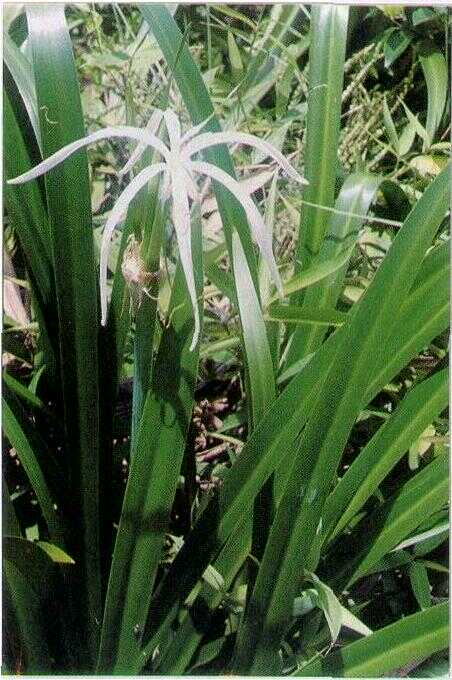 Bakungan / Lili Paris (Hymenocallis littoralis (Jacq.) Salisb.)