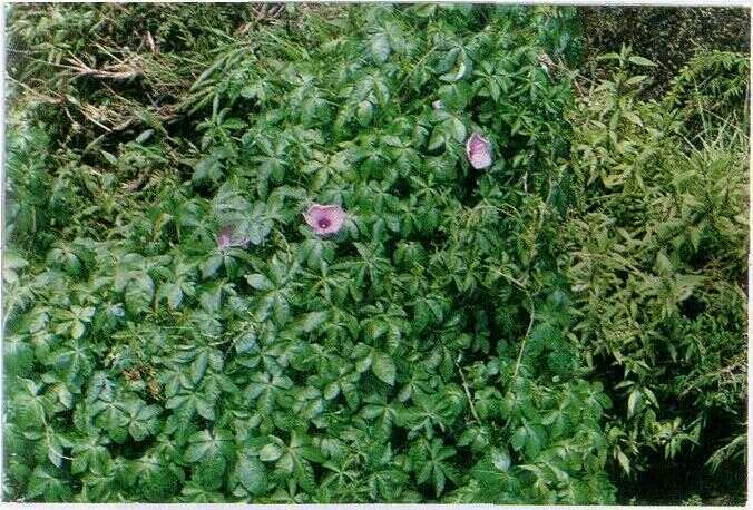 Ubi Kates (Ipomoea cairica (L.) Sweet.)