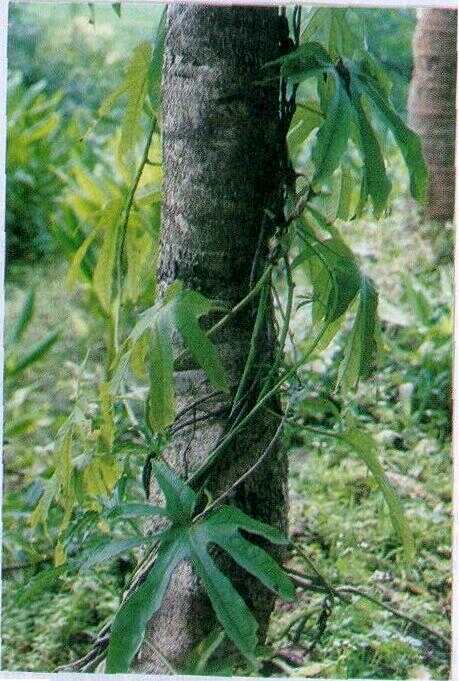 Widosari / Kaledek Hutan (Ipomoea digitata L.)