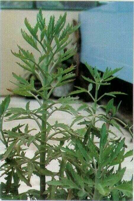 Sosor Bebek / Cakar Itek (Kalanchoe laciniata (L.) DC.)