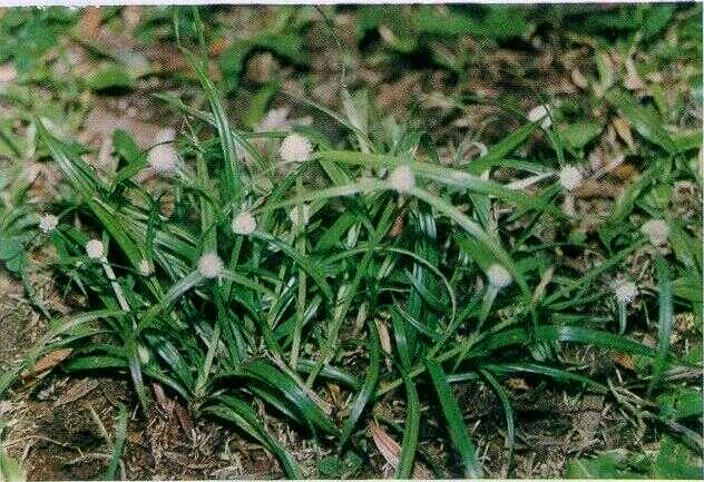 Rumput Kenop / Teki Rawa (Kyllinga monocephala Rottb.)