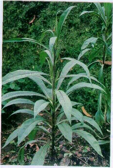 Sawi Belanda / Lampens (Lactuca indica L.)