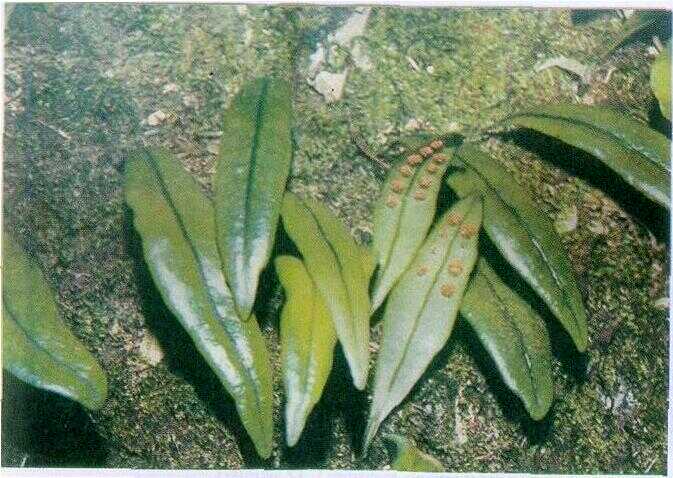Paku Ekor Tupai / Buntut Bajing (Lepidogrammatis rostrata (Bedd.) Ching.)