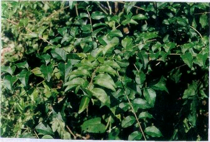 Melati Mayang (Ligustrum sinense Lour.)
