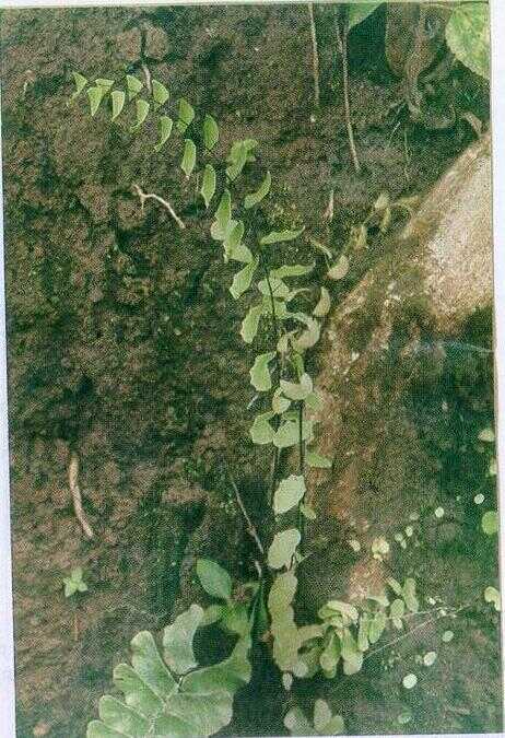 Paku Tanah (Lindsaea orbiculata (Lamk.) Mett.)