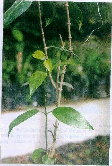 Ranggis / Honeysuckle Jepang (Lonicera japonica Thunb.)