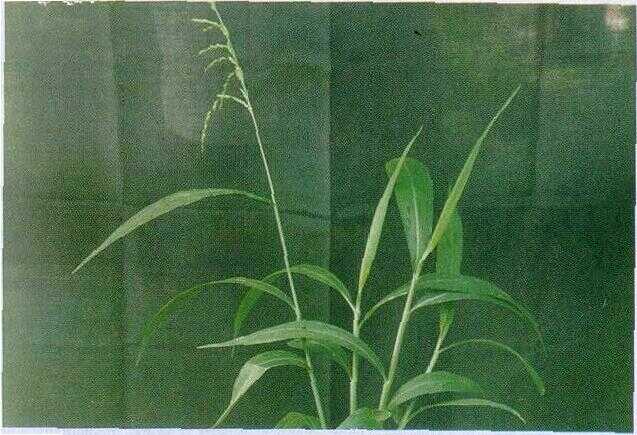 Rumput Kelurut / Rumput Rayung (Lophatherum gracile Brongn.)