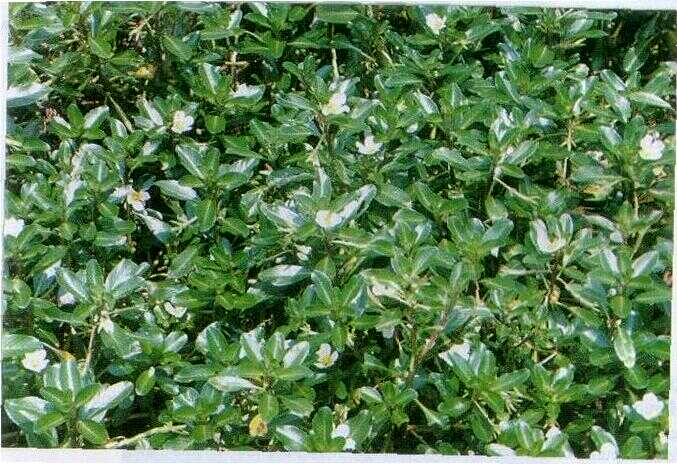 Krangkong / Pacar Banyu (Ludwigia adscendens (L.) Hara)