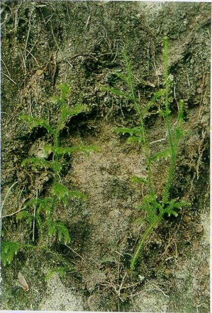 Rumput Kawat / Pakis Kawat (Lycopodium cernuum L.)