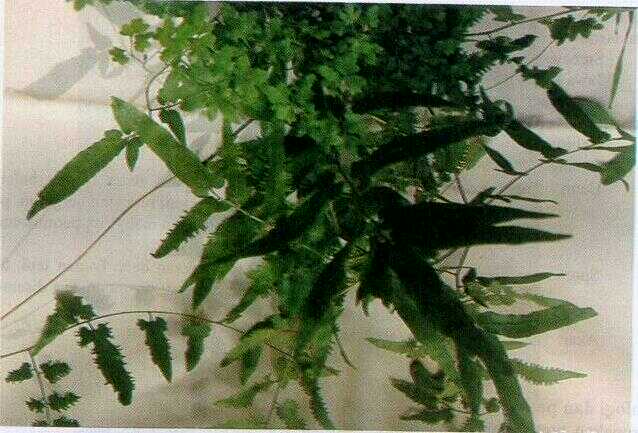 Kapai Besar / Pakis Rambat (Lygodium japonicum (Thunb.) Sw.)