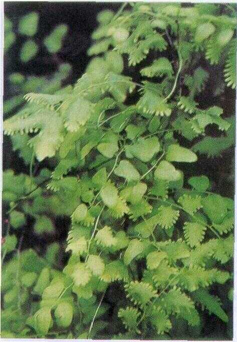 Paku Kawat / Ribu-ribu (Lygodium scandens (L.) Sw.)