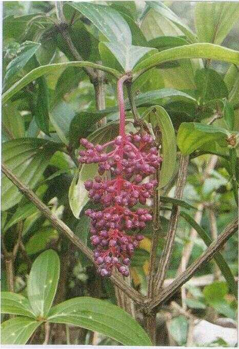Parijoto (Medinilla speciosa L.)