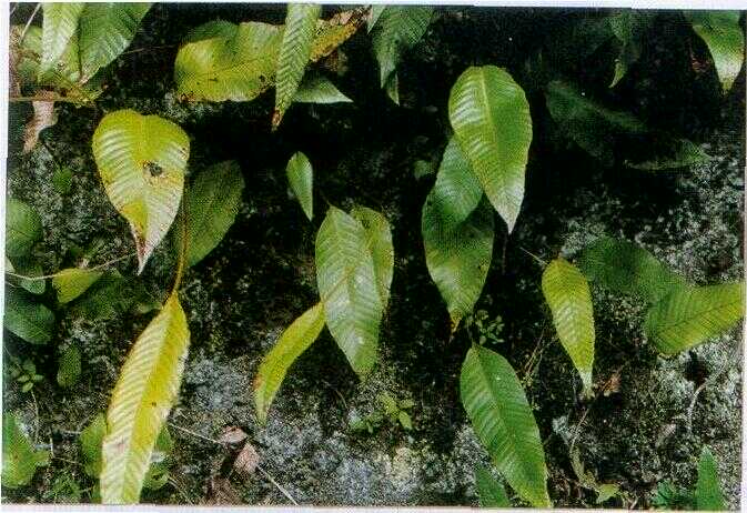 Paku Pedang (Microsorium buergerianum (Miq.) Ching.)