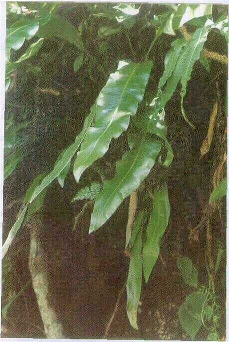 Simbar Pedang (Microsorium fortunei (Moore) Ching.)
