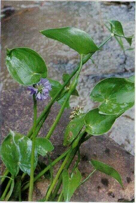 Wewehan / Eceng Padi (Monochoria vaginalis (Burm.f.) Presl.)