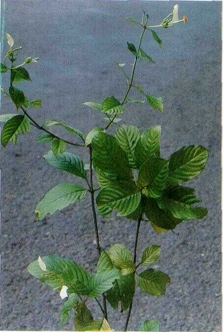 Daun Putri / Nusa Indah (Mussaenda pubescens Ait.f.)