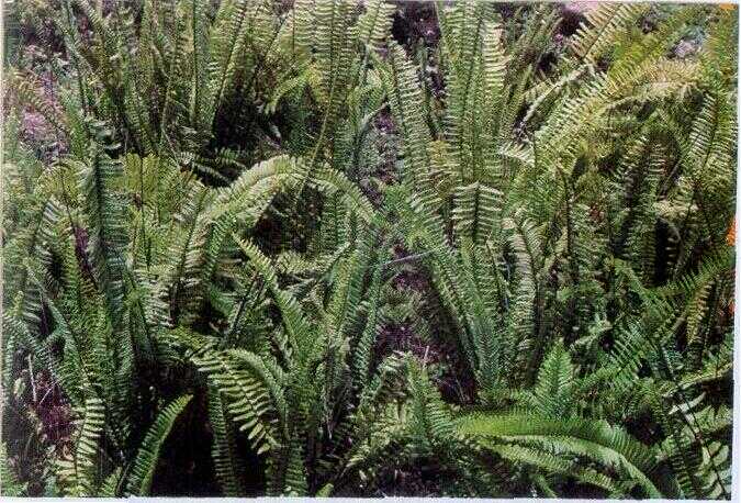 Paku Sepat / Pakis Kinca (Nephrolepis cordifolia (L.) Presl.)