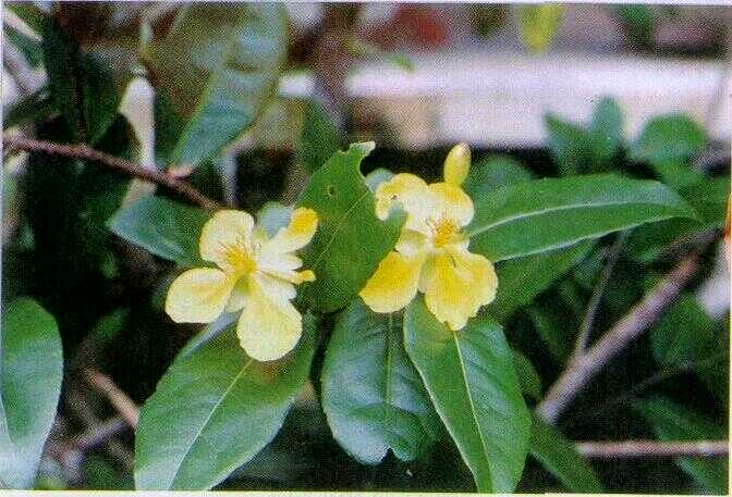 Mrico Kepyar / Mickey Mouse Plant (Ochna kirkii Oliver)