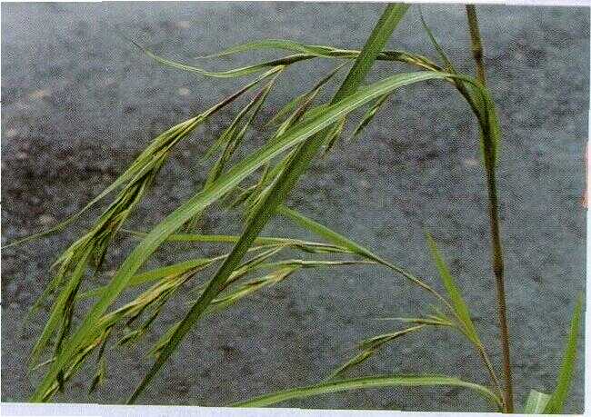 Wuluhan (Panicum palmifolium Willd.)