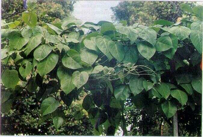 Markisah / Buah Negeri (Passiflora edulis Sims.)