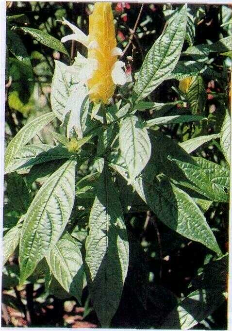 Bunga Lilin (Pachystachys lutea L.)