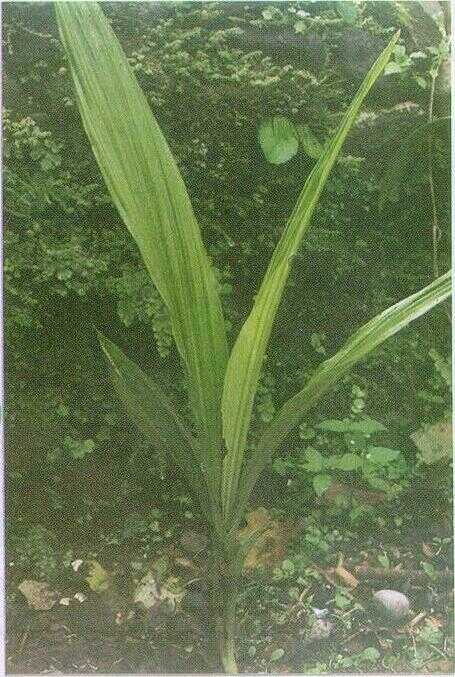 Anggrek Tanah (Phaius tankervilliae (Ait.) Bl.)