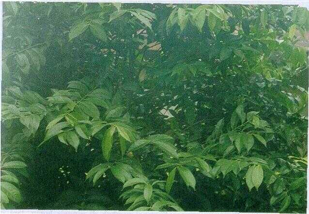 Mahkota Dewa (Phaleria macrocarpa (Scheff.) Boerl.)