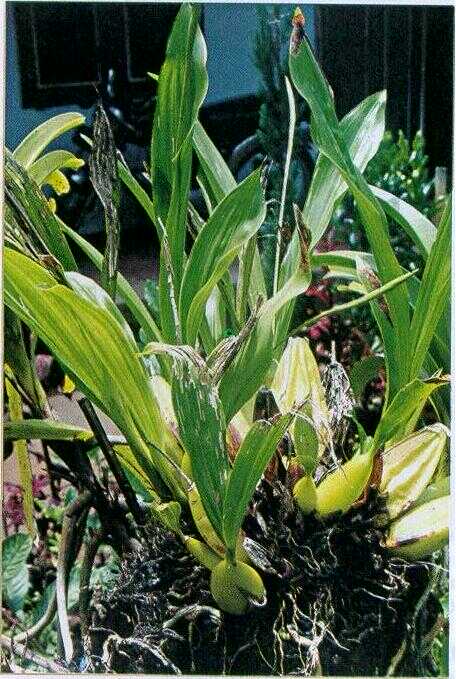 Anggrek Bongkol / Merpati (Pholidota chinensis Lindl.)