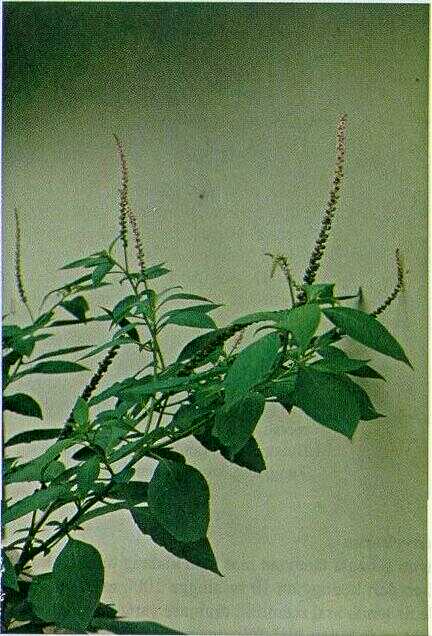 Bayem Belanda / Buah Tingtir (Phytolacca acinosa Roxb.)