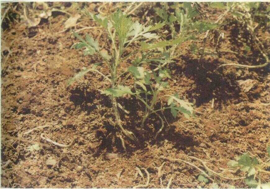 Mungsi Arab (Artemisia cina Berg.)