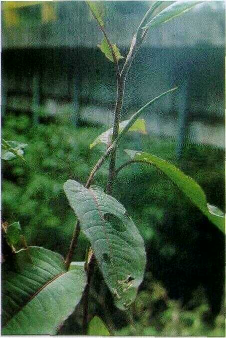 Aseman / Bungbum (Polygonum chinense L.)