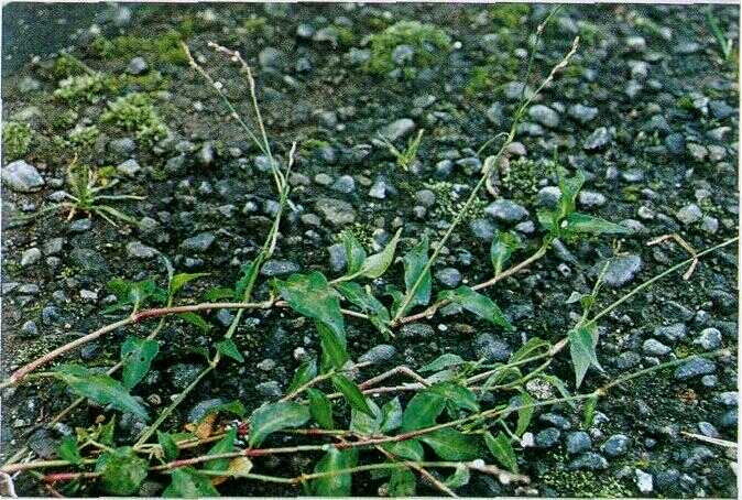 Rumput Gelam (Polygonum cuspidatum Siep. et Zucc.)