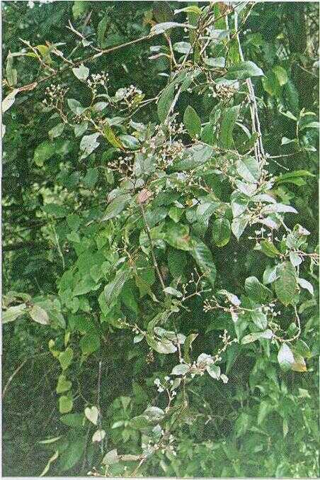 Gambet / He Shou Wu (Polygonum multiflorum Thunb.)