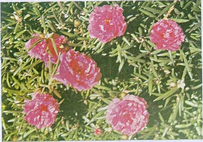 Cantik Manis (Portulaca grandiflora Hook.)