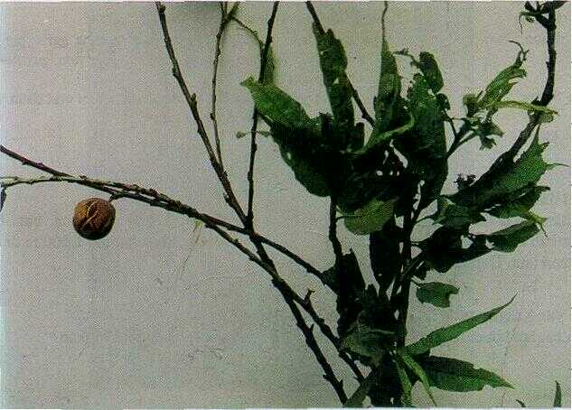 Buah Peach (Prunus persica (L.) Batsch.)