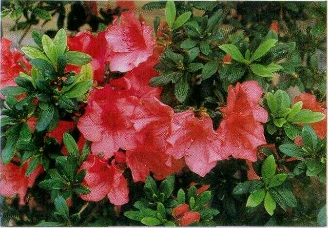 Asalea / Saliyah (Rhododendron simsii Planch.)