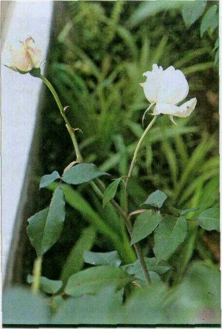 Mawar (Rosa chinensis Jacq.)