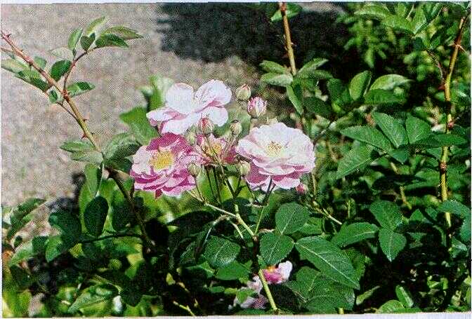 Mawar Merci (Rosa multiflora L.)