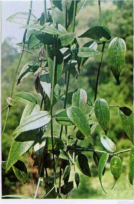 Ranggitan (Rubia cordifolia L.)