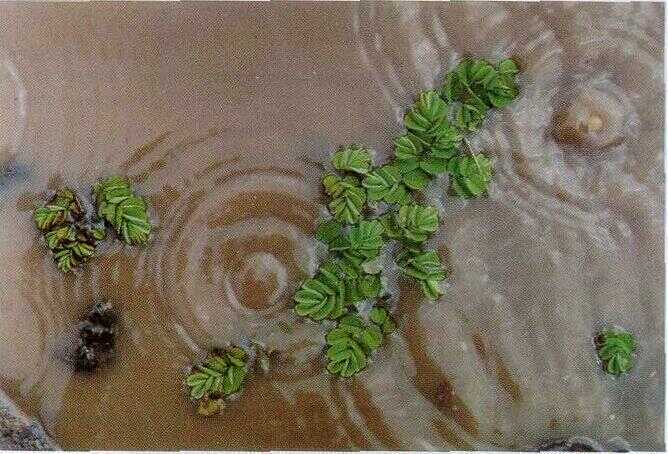 Rumput Ganepo (Salvinia natans (L.) All.)