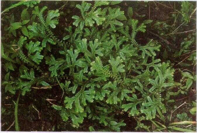 Rane / Sikili Batu (Selaginella uncinata (Desv.) Spring.)