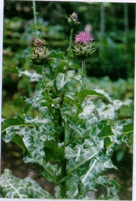 Silibum / Milk Thistle (Silybum marianum (L.) Gaertner)