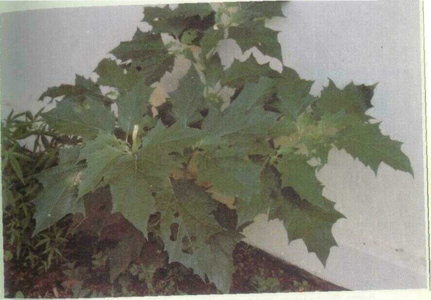 Kecubung Pendek (Datura stramonium L.)