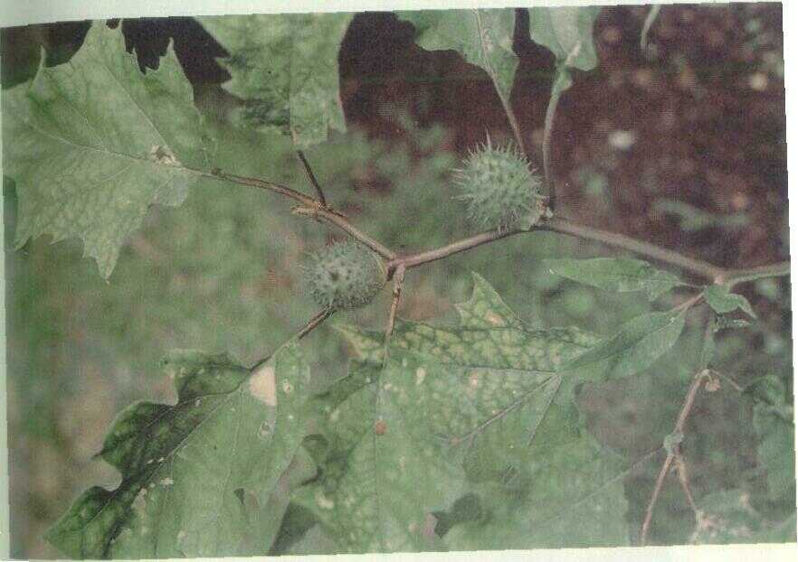 Kecubung (Datura tatula L.)