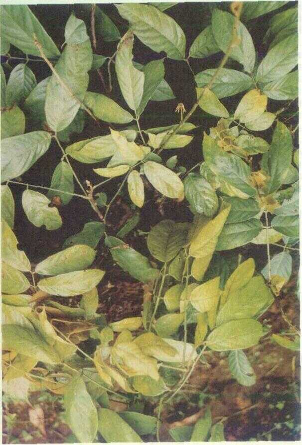 Jenu / Tuba (Derris elliptica (Roxb.) Benth.)