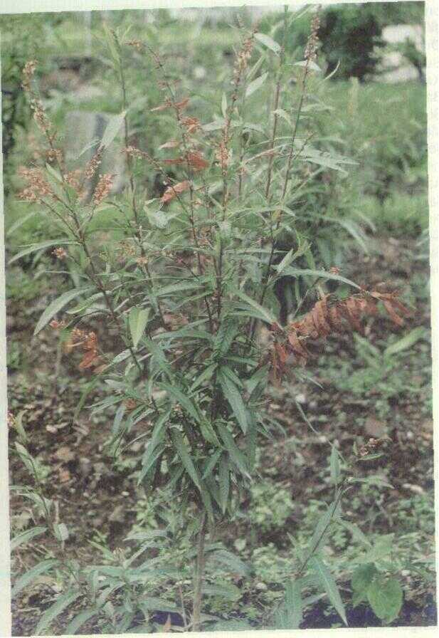 Daun Duduk (Desmodium triquetrum D.C.)