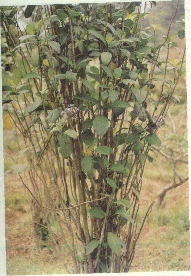 Gigil (Dichroa febrifuga Lour.)