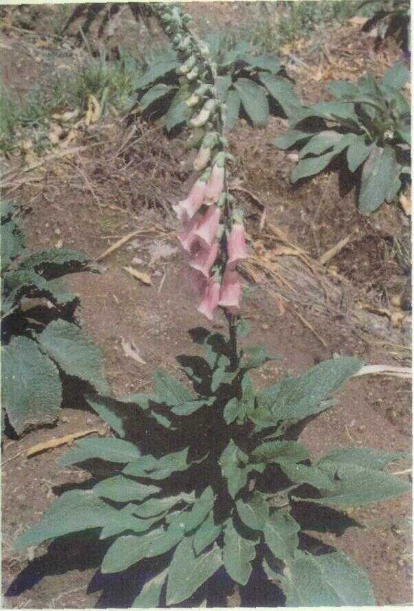 Digitalis (Digitalis purpurea L.)