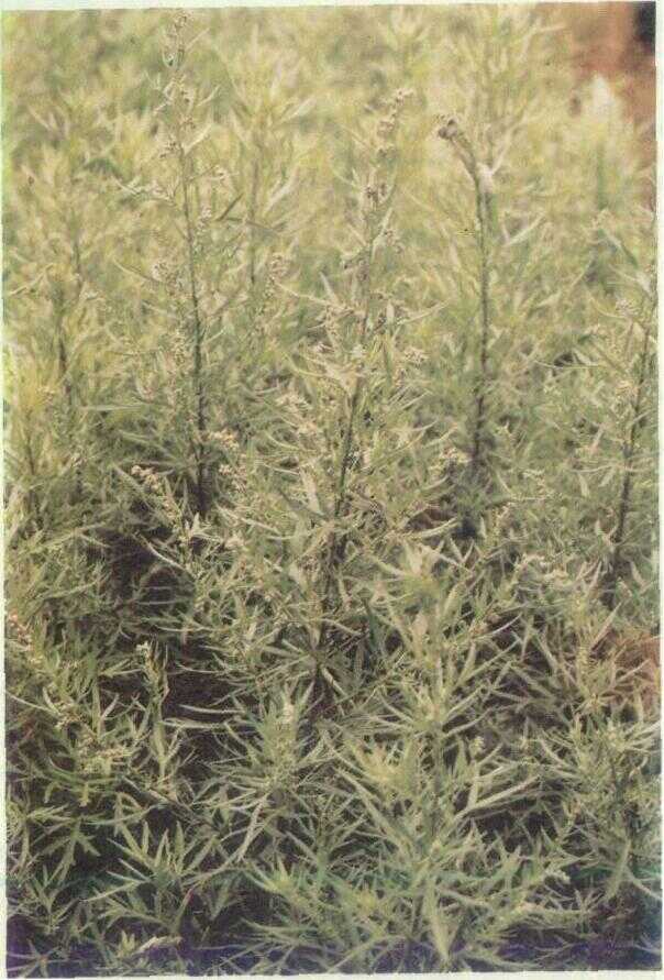 Baru Cina (Artemisia vulgaris L.)