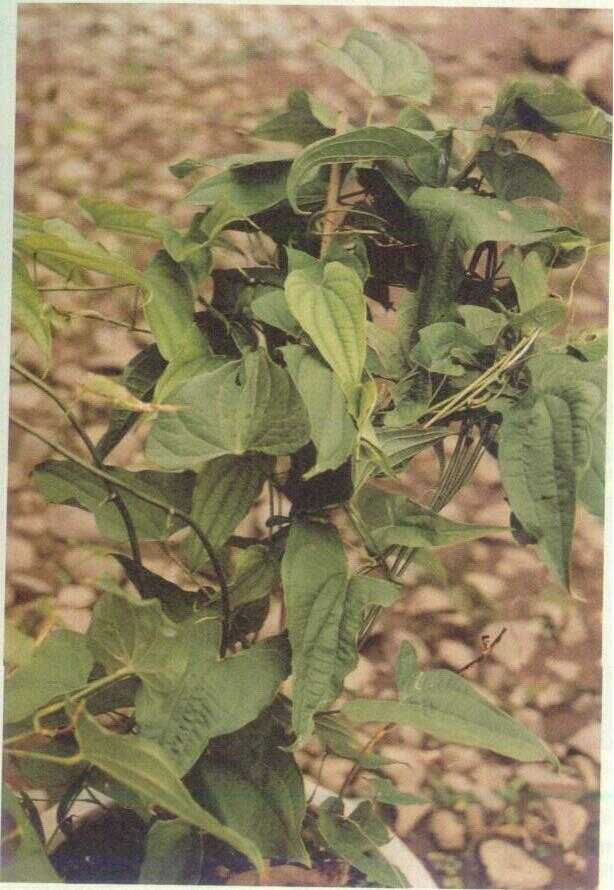 Uwi (Dioscorea alata L.)